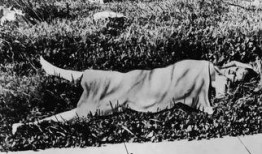 黑色大丽花在线观看,暗夜中的惊悚悬疑之旅